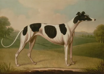 Chrt, 1800